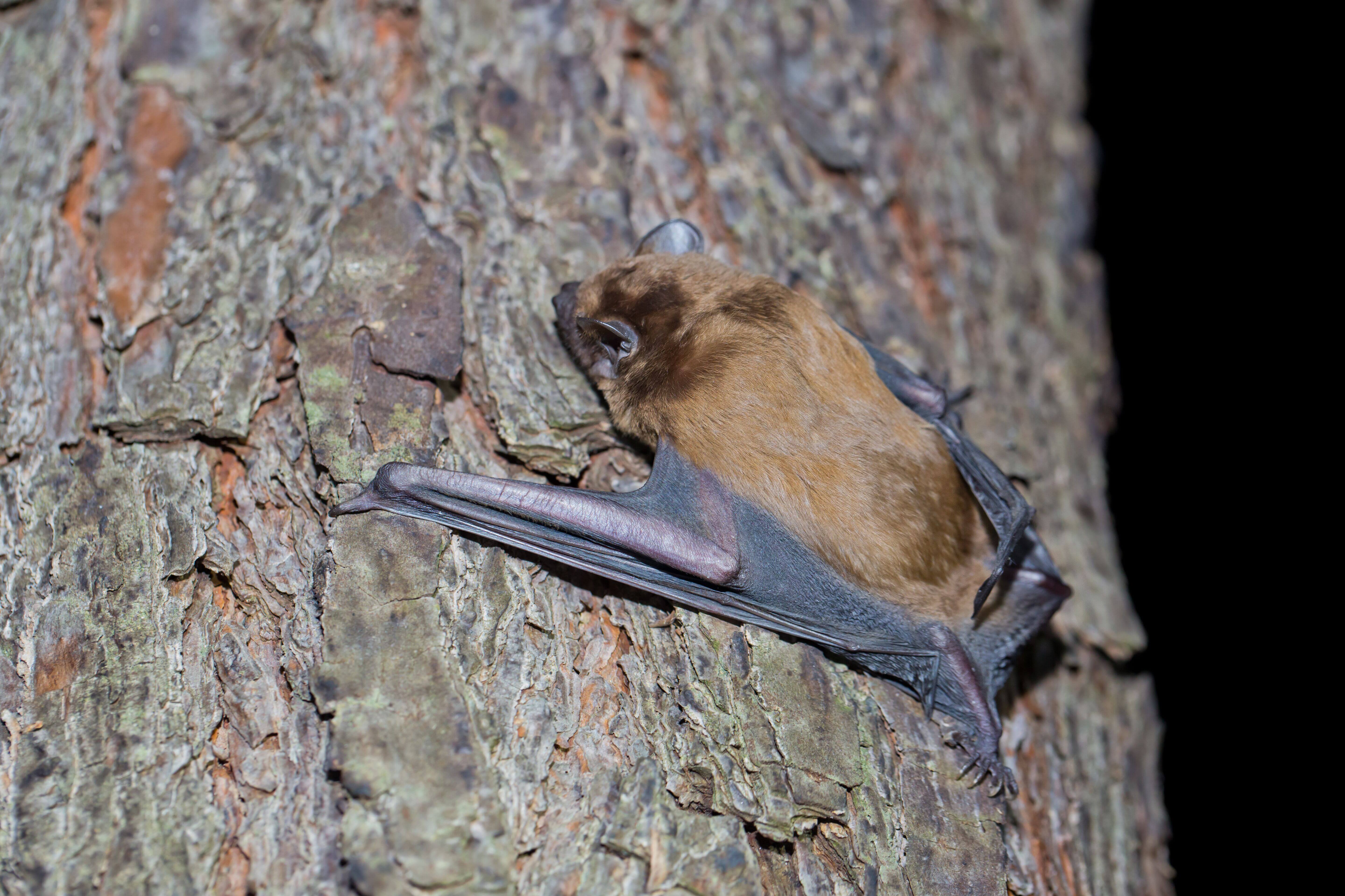 Ecological Bat Surveys | JCA Ltd - Arboriculture & Ecology